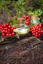 Bottles of wild Viburnum tincture and essence, herbal medicine. Vertical image