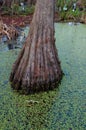 Bottom of bald cypress trees in swamp, Cypress swamp Royalty Free Stock Photo
