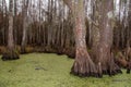 Bottom of bald cypress trees in swamp, Cypress swamp Royalty Free Stock Photo