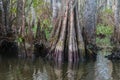 Bottom of bald cypress trees in swamp, Cypress swamp, Louisiana Royalty Free Stock Photo