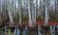 Bottom of bald cypress trees in swamp, Cypress swamp, Louisiana, US. Royalty Free Stock Photo