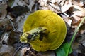 Bottom Cap of Ornate-stalked Bolete Mushroom