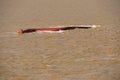 Bottom of the capsized ship in the muddy river approaching to  the Shanghai, China. Royalty Free Stock Photo