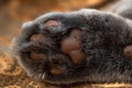 Bottom of the cat`s paw. Close up view on cat`s paw pads. Royalty Free Stock Photo