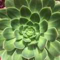 Bottom closeup of an aeonium