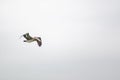 Bottom closeup view of American brown pelican flying under cloudy sky