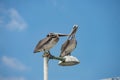 Bottom closeup view of two American brown pelicans perched on street lamp under blue sky