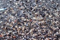 the bottom is covered with shells that are washed ashore - Stepnica, Poland Royalty Free Stock Photo