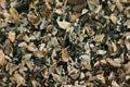 the bottom is covered with shells that are washed ashore - Stepnica, Poland Royalty Free Stock Photo