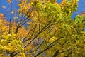 Bottom diagonal view of beautiful yellow and green autumn maple leaves on tree against clear blue sky. Autumn vibes Royalty Free Stock Photo
