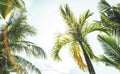 Bottom down view of coconut palm trees and sky from the beach point - Ko Samui in Thailand