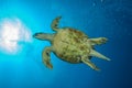 Bottom of a green sea turtle Royalty Free Stock Photo