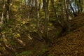 bottom of a gully landform inside of a forest Royalty Free Stock Photo