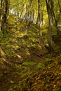 bottom of a gully landform inside of a forest Royalty Free Stock Photo