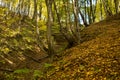 bottom of a gully landform inside of a forest Royalty Free Stock Photo