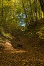 bottom of a gully landform inside of a forest Royalty Free Stock Photo