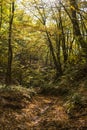 bottom of a gully landform inside of a forest Royalty Free Stock Photo