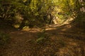 bottom of a gully landform inside of a forest Royalty Free Stock Photo