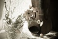 Bottom half of a Horizontal image of the bottom half of violin with sheet music and flowers Royalty Free Stock Photo