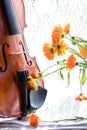 Bottom half of a violin with sheet music and flowers the front o Royalty Free Stock Photo