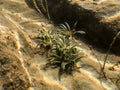 Bottom leaves of water lobelia aquatic plant on lake bottom