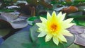 Yellow lotus blossom leaves with green leaves are black.
