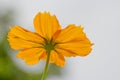 The bottom of the orange flower