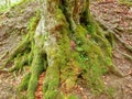 Bottom part of trunk and roots of old beech tree Royalty Free Stock Photo