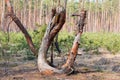 Bottom part of trunks of broken trees in pine forest Royalty Free Stock Photo