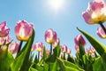 Bottom pov view of many beautiful scenic growing pink rose tulip flower field against clear blue sky on sunny day Royalty Free Stock Photo