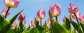Bottom pov view many beautiful scenic growing pink rose tulip flower field against clear blue sky sunny day. Traditional Royalty Free Stock Photo