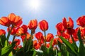 Bottom pov view of many beautiful scenic growing red rose tulip flower field against clear blue sky on sunny day Royalty Free Stock Photo