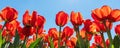 Bottom pov view of many beautiful scenic growing red rose tulip flower field against clear blue sky on sunny day Royalty Free Stock Photo