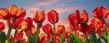 Bottom pov view many beautiful scenic growing red rose tulip flower field against warm sunset evening sky. Traditional Royalty Free Stock Photo