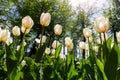 Bottom pov view of many beautiful scenic growing white tulip flower field glade against tree forest canopy on sunny day Royalty Free Stock Photo