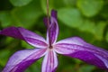 Bottom of Purple Clematis Vine Royalty Free Stock Photo