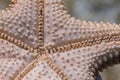 Bottom of Red Cushion Sea Star Starfish