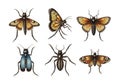 The bottom row shows a butterfly with patterned orange wings Royalty Free Stock Photo