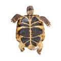 Bottom of a Russian Tortoise Royalty Free Stock Photo
