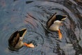 Bottom`s up: ducks at the garden