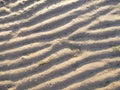 the bottom of the sea at low tide