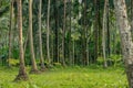 Bottom shot of coconut palm trees farm