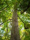 Bottom shot of high beautiful quaking asp tree in Tiergarten in Berlin on autumn day, Germany Royalty Free Stock Photo