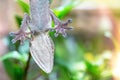 Gecko Clinging to Aquarium Glass Royalty Free Stock Photo