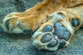 Bottom side of a lion paw, foot print, selective focus Royalty Free Stock Photo