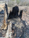 Bottom, Survived Part of Very Old and Big Oak Tree Burned in Fire Royalty Free Stock Photo