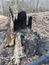 Bottom, Survived Part of Very Old and Big Oak Tree Burned in Fire Royalty Free Stock Photo
