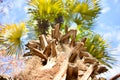 bottom top photo throughout the brown log of a a palm tree to many branches with many green leaves open to the blue sky with Royalty Free Stock Photo