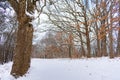 Bottom of a Tree beside a Snow Covered Trail in a Midwestern Forest Royalty Free Stock Photo