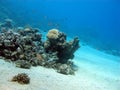 Bottom of tropical sea with coral reef, underwater